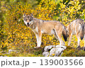 Two wolves in autumn forest with golden foliage and mossy rocks 139003566