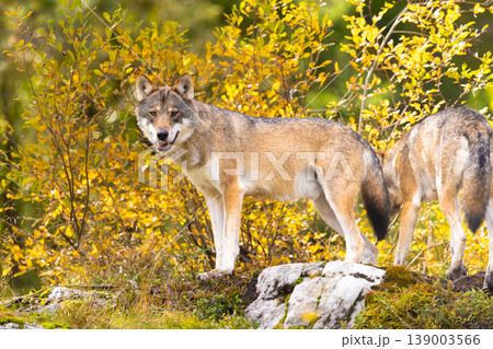Two wolves in autumn forest with golden foliage and mossy rocks 139003566