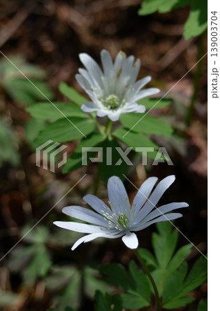 残雪から顔を出す 139003704