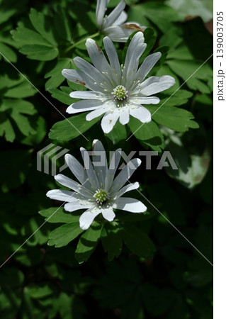 残雪から顔を出す 139003705