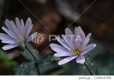 残雪から顔を出す 139003708