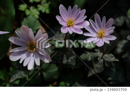 残雪から顔を出す 139003709