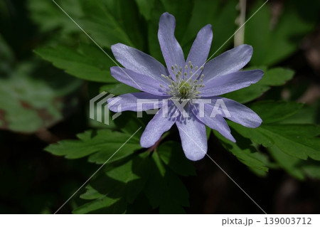 残雪から顔を出す 139003712