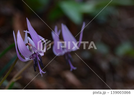 里山の妖精 139003866