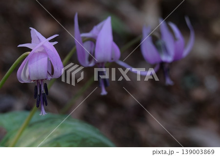 里山の妖精 139003869