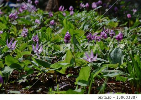里山の妖精 139003887