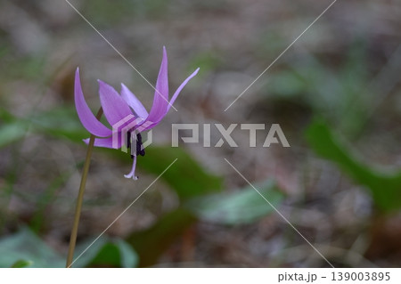 里山の妖精 139003895