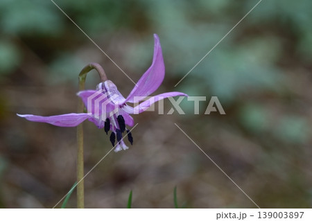 里山の妖精 139003897