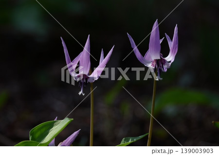 里山の妖精 139003903