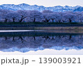 早朝のあさひ舟川べりの桜並木と残雪の山々 139003921