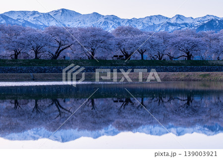 早朝のあさひ舟川べりの桜並木と残雪の山々 早朝のあさひ舟川べりの桜並木と残雪の山々 139003921