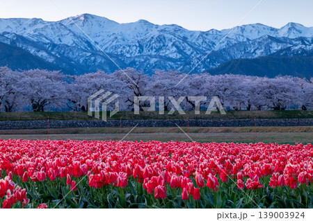 早朝のあさひ舟川べりのチューリップ・桜・残雪のアルプス 139003924