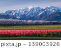 早朝のあさひ舟川べりの北アルプスと桜・チューリップ 139003926