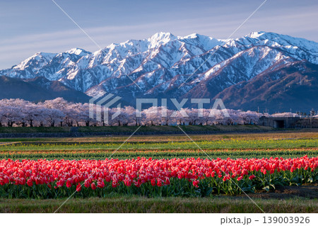 早朝のあさひ舟川べりの北アルプスと桜・チューリップ 早朝のあさひ舟川べりの北アルプスと桜・チューリップ 139003926