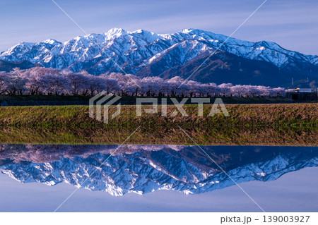 早朝の残雪のアルプスと桜のリフレクション 139003927