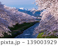 早朝のあさひ舟川べりの桜並木 139003929