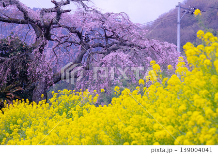 菜の花と桜のある風景 139004041