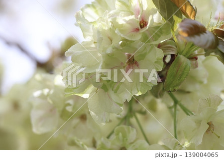 満開の鬱金桜 鬱金桜 緑色の花をつける鬱金桜 満開の鬱金桜 鬱金桜 緑色の花をつける鬱金桜 139004065
