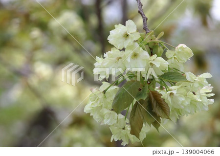 満開の鬱金桜　鬱金桜　緑色の花をつける鬱金桜 139004066