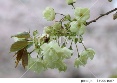 満開の鬱金桜　鬱金桜　緑色の花をつける鬱金桜 139004067