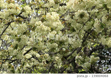 満開の鬱金桜 鬱金桜 緑色の花をつける鬱金桜 満開の鬱金桜 鬱金桜 緑色の花をつける鬱金桜 139004068