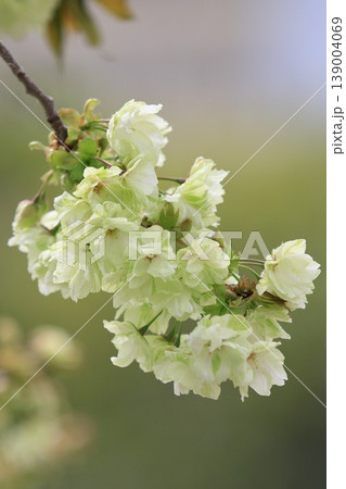 満開の鬱金桜 鬱金桜 緑色の花をつける鬱金桜 満開の鬱金桜 鬱金桜 緑色の花をつける鬱金桜 139004069