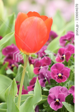 春の花壇に咲く ふんわり赤いチューリップ 春の花壇に咲く ふんわり赤いチューリップ 139004070