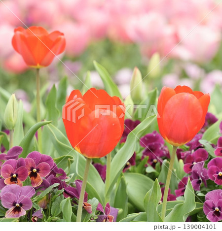 春の花壇に咲く　ふんわり赤いチューリップ 139004101