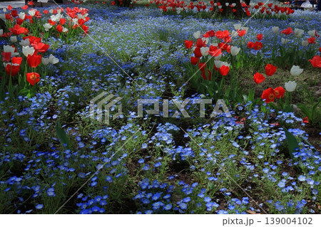 爽やかな空色の花 139004102