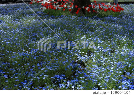 爽やかな空色の花 爽やかな空色の花 139004104