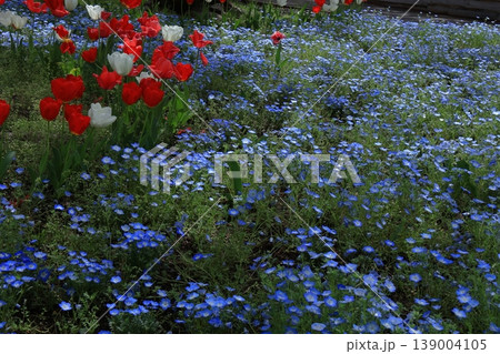 爽やかな空色の花 爽やかな空色の花 139004105