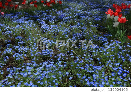爽やかな空色の花 爽やかな空色の花 139004106