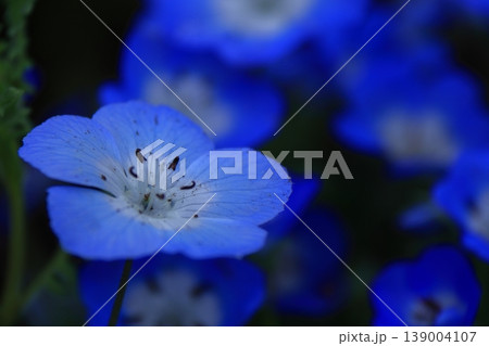 爽やかな空色の花 139004107