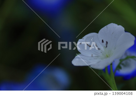 爽やかな空色の花 爽やかな空色の花 139004108