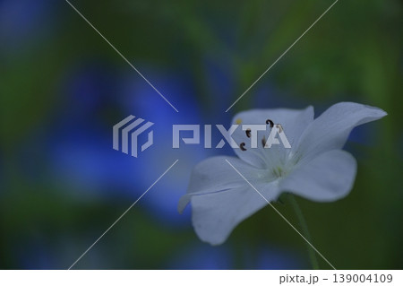 爽やかな空色の花 爽やかな空色の花 139004109