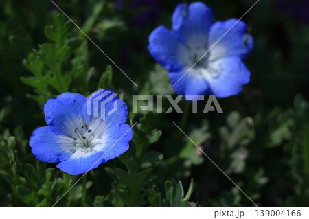 爽やかな空色の花 爽やかな空色の花 139004166