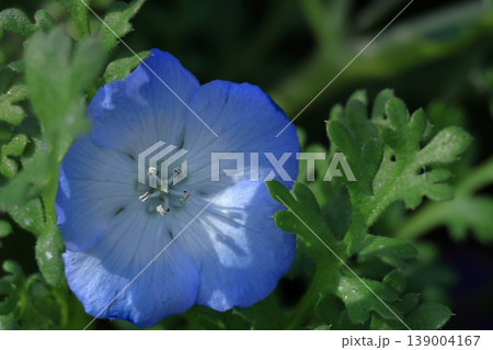 爽やかな空色の花 爽やかな空色の花 139004167