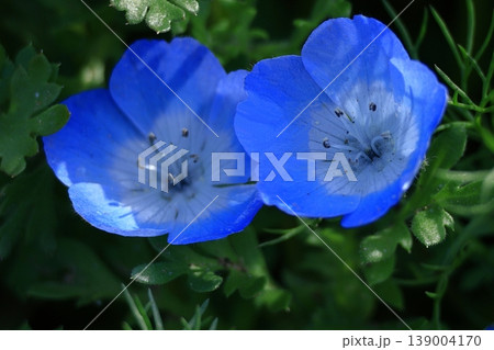 爽やかな空色の花 139004170