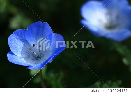 爽やかな空色の花 139004171