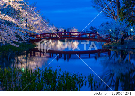 【桜素材】臥竜公園のライトアップされた夜桜【長野県】 【桜素材】臥竜公園のライトアップされた夜桜【長野県】 139004271