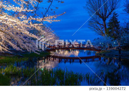 【桜素材】臥竜公園のライトアップされた夜桜【長野県】 【桜素材】臥竜公園のライトアップされた夜桜【長野県】 139004272
