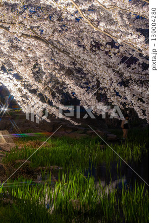 【桜素材】臥竜公園のライトアップされた夜桜【長野県】 139004280