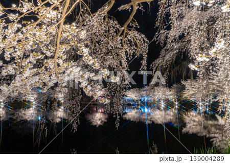 【桜素材】臥竜公園のライトアップされた夜桜【長野県】 139004289