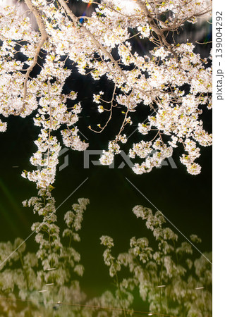 【桜素材】臥竜公園のライトアップされた夜桜【長野県】 139004292