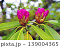 シャクナゲのつぼみ 139004365