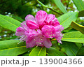 シャクナゲの花 139004366