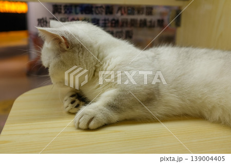 Close-up of a fluffy white cat sleeping in the cage of the pet shop. Animal and domestic pet concept. Pet scene. Close-up of a fluffy white cat sleeping in the cage of the pet shop. Animal and domestic pet concept. Pet scene. 139004405