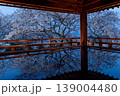 黄昏の三井寺観月舞台のソメイヨシノ 139004480