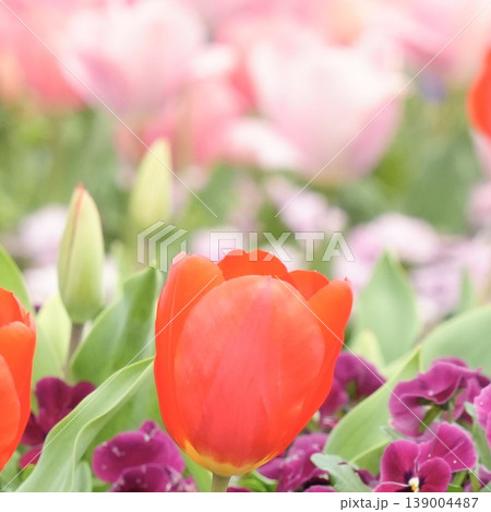 春の花壇に咲く　ふんわり赤いチューリップ 139004487