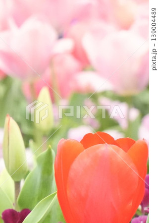 春の花壇に咲く ふんわり赤いチューリップ 春の花壇に咲く ふんわり赤いチューリップ 139004489